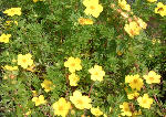 Potentilla Fruticosa Goldfinger, Scottish Borders