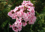 Perennial Phlox, Scottish Borders