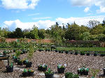 Part of the BOG Demonstration Area and Woodside Nursery, Scottish Borders