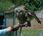 A Young European Eagle Owl, Scottish Borders
