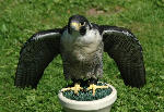 A Perigrine Falcon, Scottish Borders