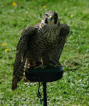A Peregrine/ Prairie Falcon, Scottish Borders