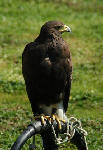 A Harris Hawk, Scottish Borders