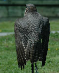 a Peregrine/ Prairie - Not Speaking, Scottish Borders