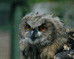 I'm Watching You!, Scottish Borders